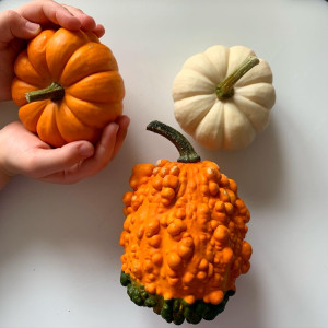 Two small hands reach into the frame to grab a tiny orange pumpkin from a display of three pumpkins. One is white, and one is orange and lumpy.